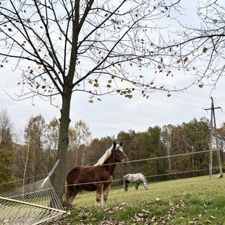 Sielankowe Pole Brzozowa (5)