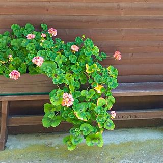 Vendégház Deutschlandsberg - AST300 (3)