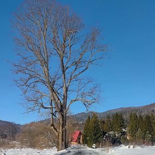 Bieszczadzka Ostoja Kalnica, Wetlina (5)