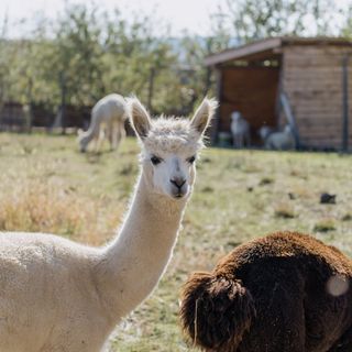 Feelmore Tiny House Eger (4)