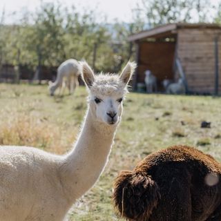 Feelmore Tiny House Eger (4)