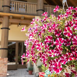 Tokaji Dűlő Vendégház Tokaj (5)