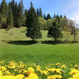 Cabana Ali House Poiana Fagului (4)