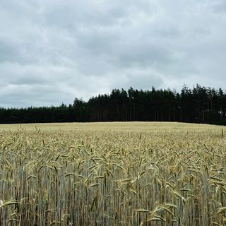 U Progu Lasu - Szteklin (4)