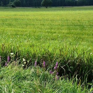 Dzika Jurta na Łebkach (5)