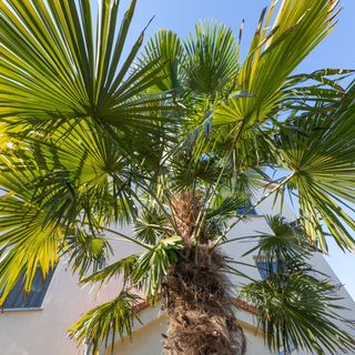 Apartmani Ocean Njivice (4)