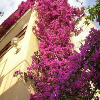 Apartments Bor Makarska (5)