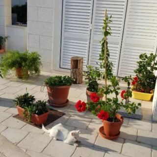 Apartments Mira Dubrovnik (5)