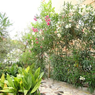 Apartments Dino Novalja (4)