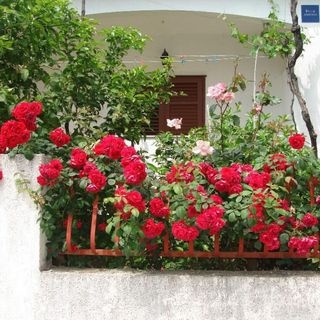 Apartments Stuk Orebic (3)