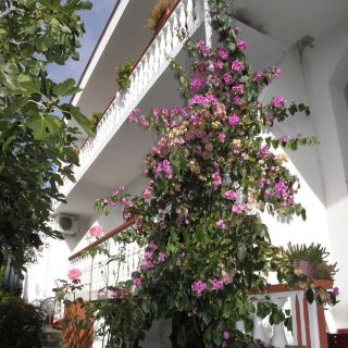 Apartments Pere Povljana (5)