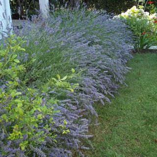 Apartment Branka Petrcane (5)