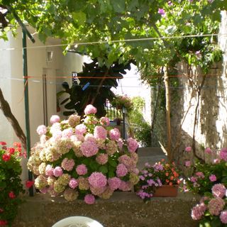 Apartment Smi Sucuraj (4)