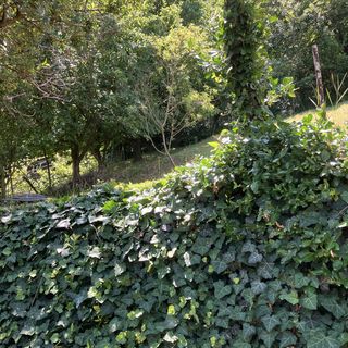 Borostyán Vendégház Zalaegerszeg (4)