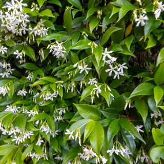 Apartment Ivano Splitska (5)