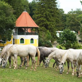 Csipkéskúti Lovas Vendégház Miskolc (5)
