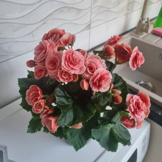 Muskátli Lux Apartman Hajdúszoboszló (2)