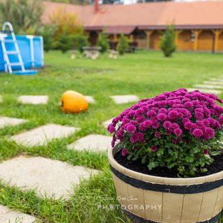 Nefelejcs I. Panzió Szigetbecse (3)