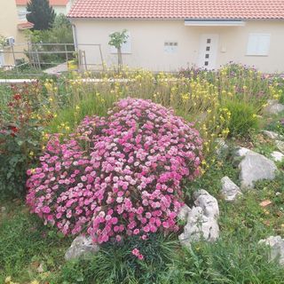 Apartmanok Parkolóhellyel Barbat, Rab - 22863 Barbat (2)