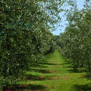Villa Casa Ginetto Liznjan (2)