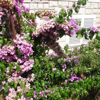 Apartment Slavica Supetar (4)