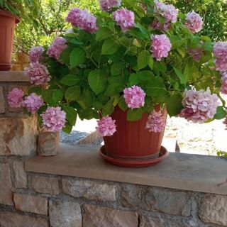 Apartment Šimi Supetar (4)