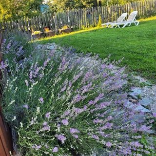 Casa cu Lavandă Petroşani (5)