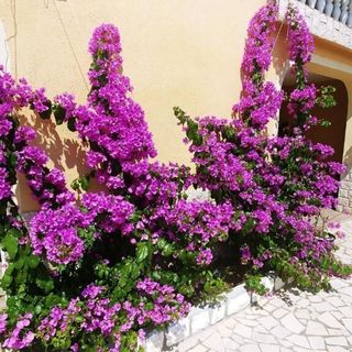 Apartments HILDA Crikvenica (4)