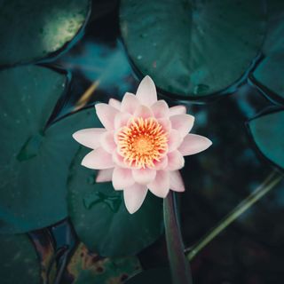 Erdő Lelke Vendégház Nagymaros (5)