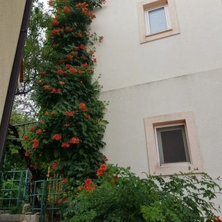 Apartments Vrtina Igrane (5)