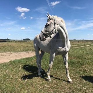 Pensjonat Paskudy (5)