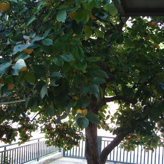 Apartments Nik Gradac (5)