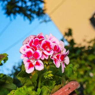 Apartment Simi Postira (3)