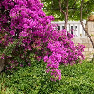 Apartments Hansal Saplunara (4)