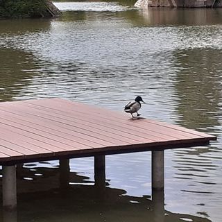 Művészház Nyaraló Békésszentandrás (2)