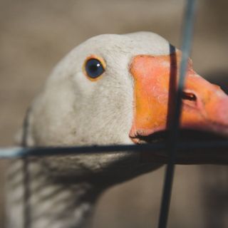 Catalpa Camp**** Ośrodek Rekreacyjno-Wypoczynkowy n/j.Gopło (2)