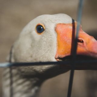 Catalpa Camp**** Ośrodek Rekreacyjno-Wypoczynkowy n/j.Gopło (2)