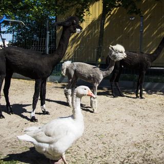 Catalpa Camp**** Ośrodek Rekreacyjno-Wypoczynkowy n/j.Gopło (3)