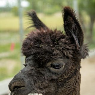 Catalpa Camp**** Ośrodek Rekreacyjno-Wypoczynkowy n/j.Gopło (4)