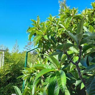 Apartmanok Parkolóhellyel Brela, Makarska - 18417 Brela (4)