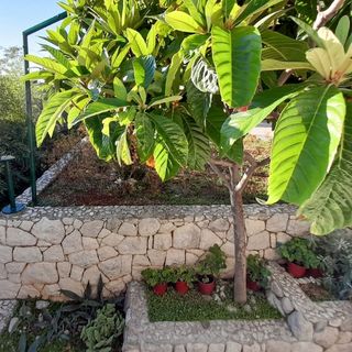 Apartmanok Parkolóhellyel Brela, Makarska - 18417 Brela (3)