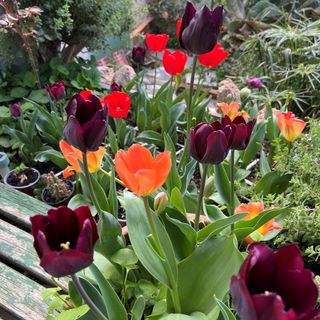 Apartment Haus Franciska Podgora (3)