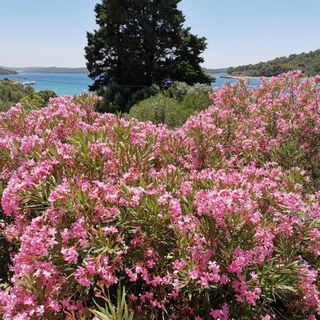 Apartment Vanja Mali Losinj (5)