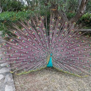 Apartment Vanja Mali Losinj (2)