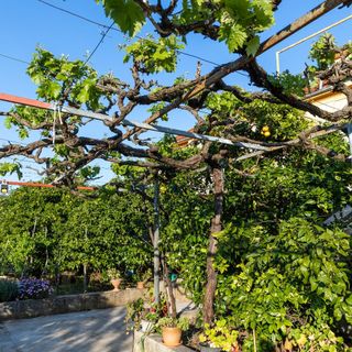 Apartments Vesna Luka (4)