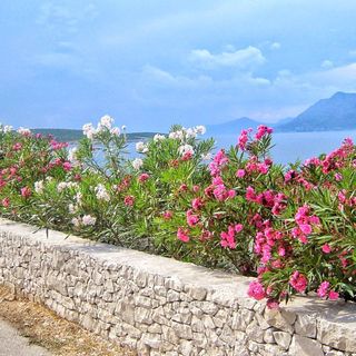 Apartment Ennio Povlja (3)