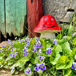 Szőlőskert Vendégház Vajta (2)