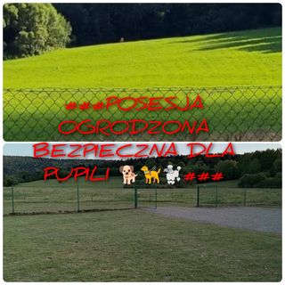 WASZCZYSZYNÓWKA BIESZCZADY (5)