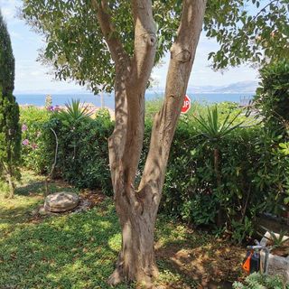 Apartment Vesna Postira (4)