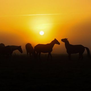 Gospodarstwo Agroturystyczne Sasek (2)